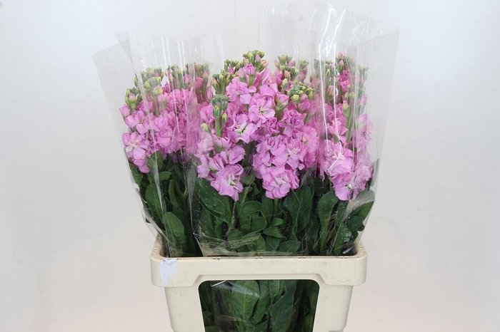 Matthiola Iron Pink