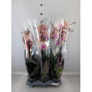 Phalaenopsis   ...