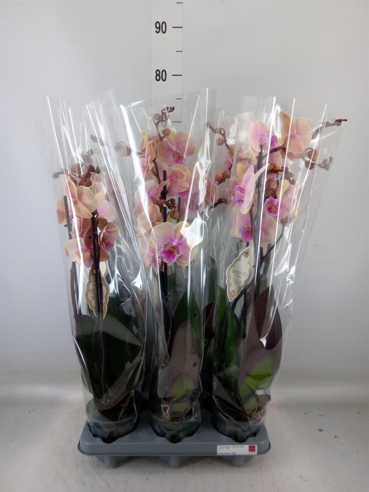 <h4>Phalaenopsis   ...</h4>