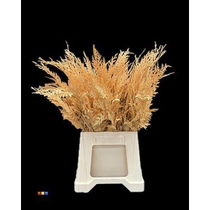Coniferen Apricot