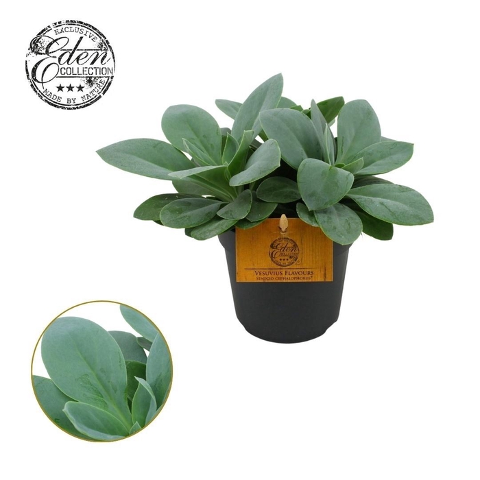 <h4>Senecio Cephalophorus 12cm</h4>