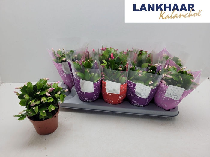 <h4>SCHLUMB FLAME GEM</h4>