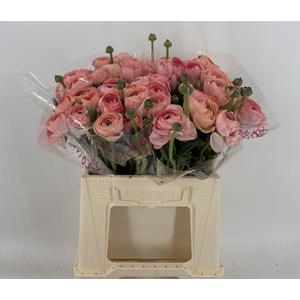 Ran Suc 1st Salmon 898 Salmone