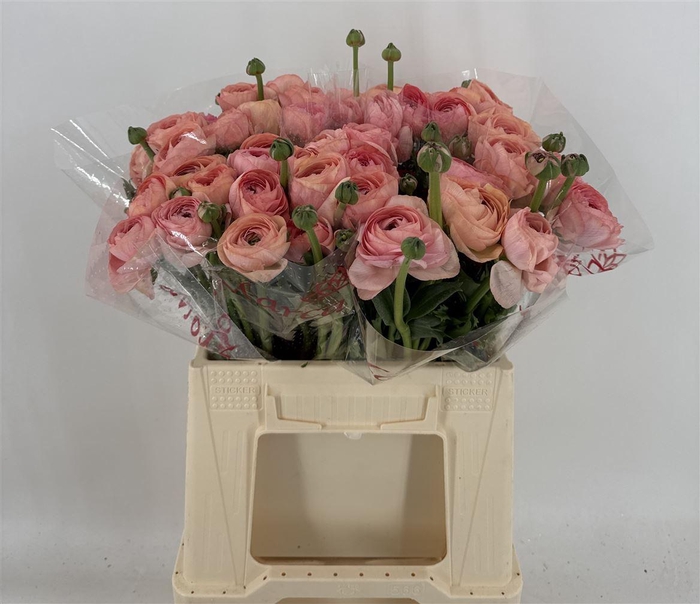 <h4>Ran Suc 1st Salmon 898 Salmone</h4>