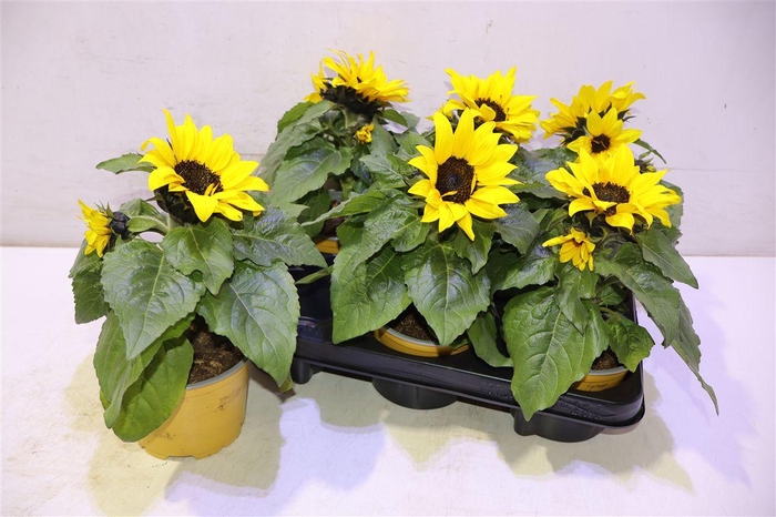 <h4>Heli Sunsation</h4>