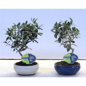 Olea europaea, pot 13cm.