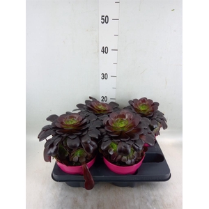 Aeonium arboreum 'Velours'