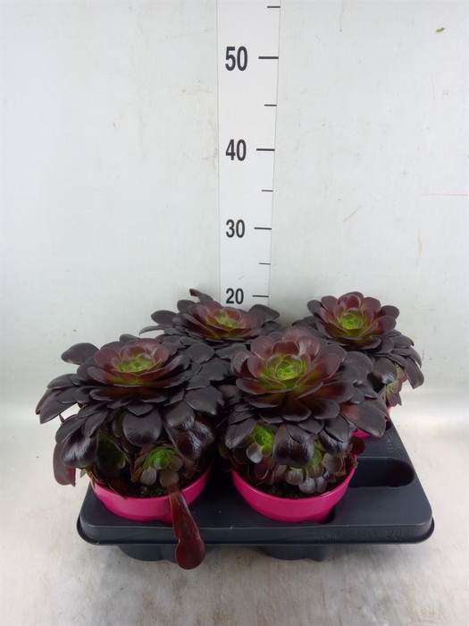 <h4>Aeonium arboreum 'Velours'</h4>