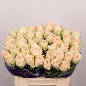 R Gr Wedding Rose