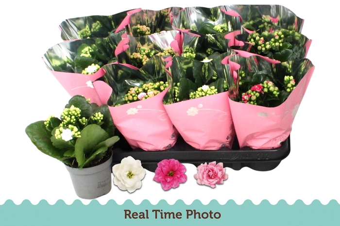 <h4>KAL GE GEM 3 KL</h4>