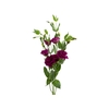 LISIANTHUS NIGHTINGALE 060 CM MIN 500 GRAMAS VINHO