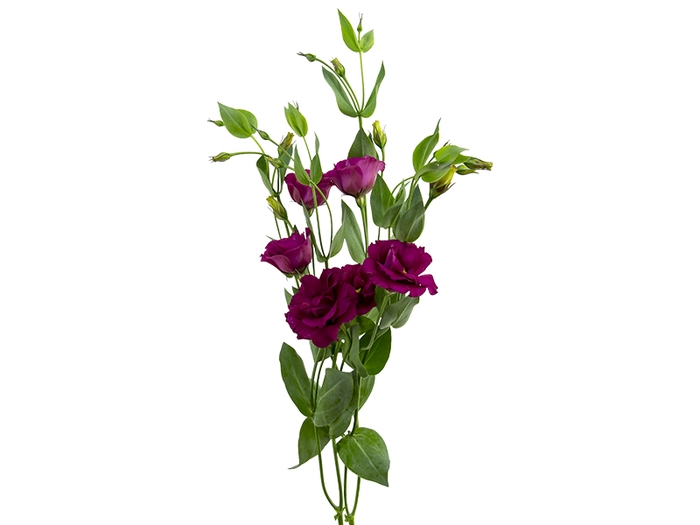 LISIANTHUS NIGHTINGALE 060 CM MIN 500 GRAMAS VINHO