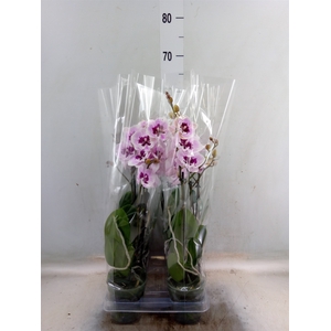 Phalaenopsis  'Hot Lip'