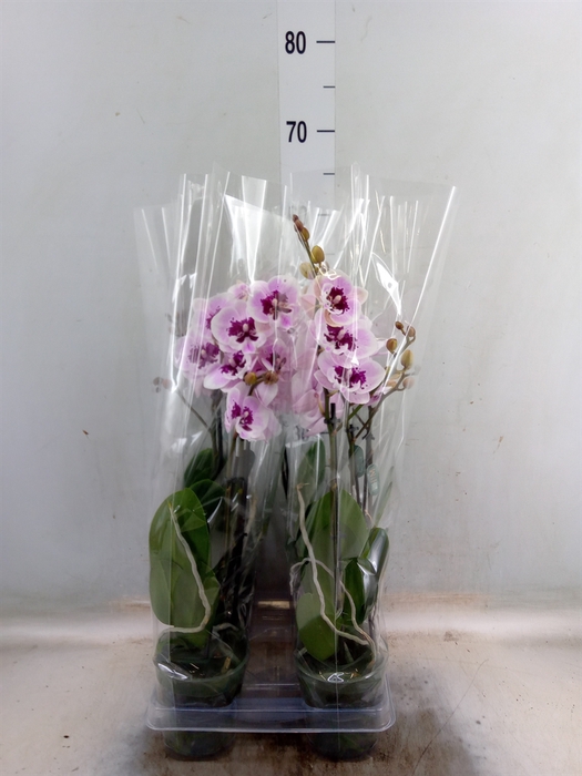 <h4>Phalaenopsis  'Hot Lip'</h4>