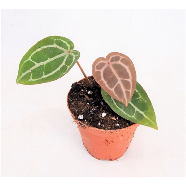 <h4>Anthurium Michelle® (DocBlock)</h4>
