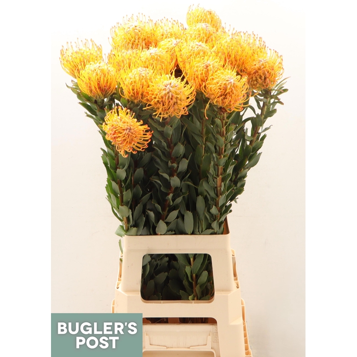 <h4>Leuco Ayoba Sun</h4>