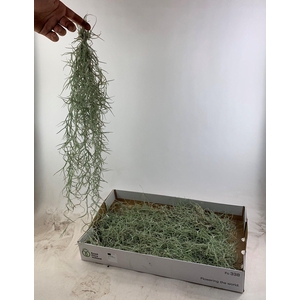 TILL USNEOIDES