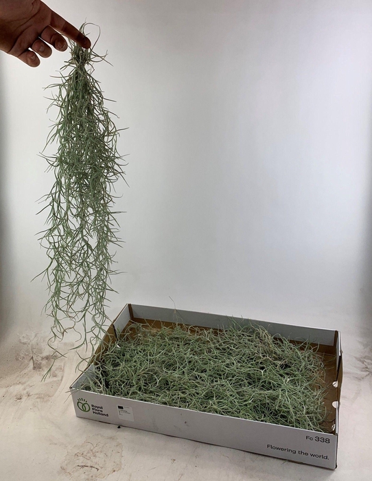 <h4>TILL USNEOIDES</h4>