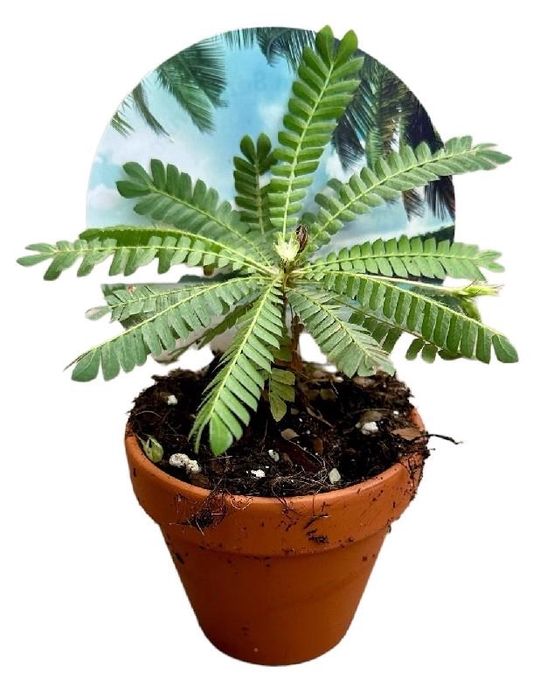 <h4>Biophytum Sensitivum</h4>