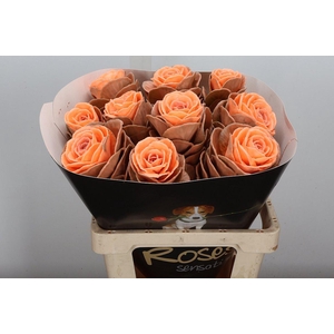 Snijgroen Brass Klb H