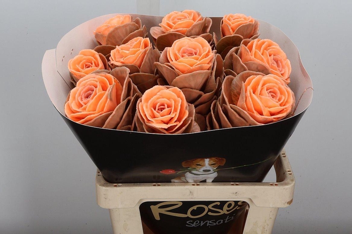 <h4>Brassica Wx (ex) Versilia</h4>