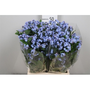 Myos Blauw Atlantis