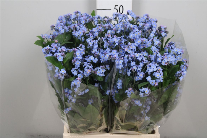 <h4>Myos Blauw Atlantis</h4>