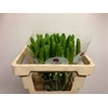 Ornithogalum thyrsoides White Star