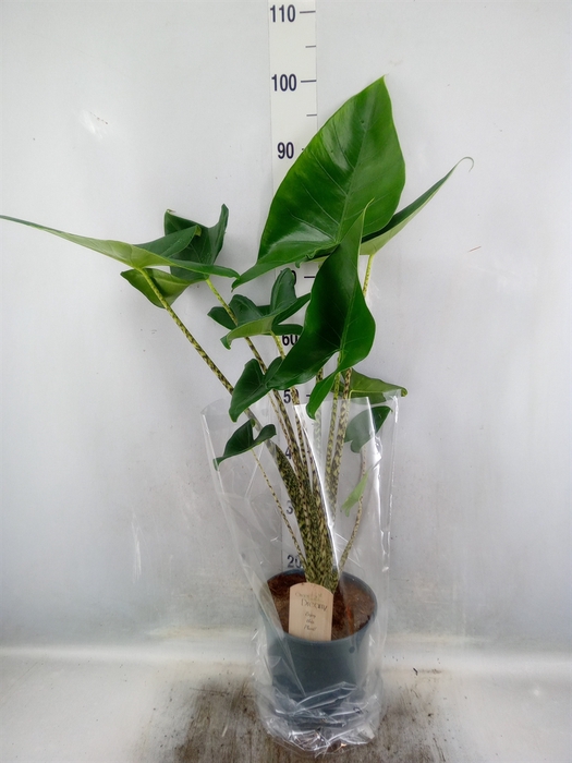 <h4>Alocasia zebrina</h4>