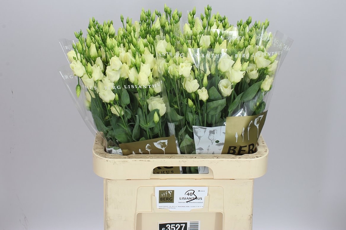 <h4>Eust E Piccolo Yellow</h4>
