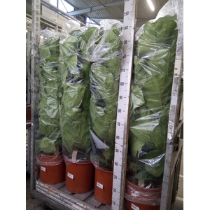 Ficus lyrata