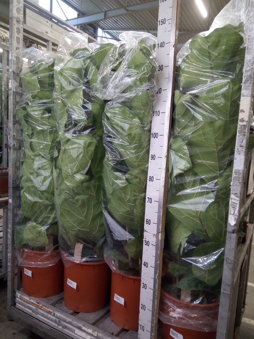 <h4>Ficus lyrata</h4>