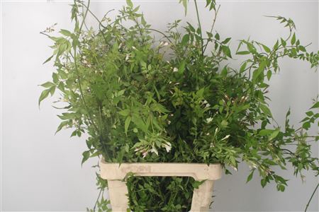 <h4>Jasmijnranken Per Bunch</h4>