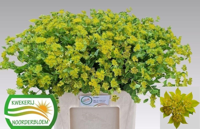<h4>BUPLEURUM GRIFFITHII</h4>