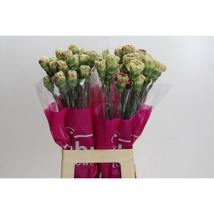Dianthus St Winecover