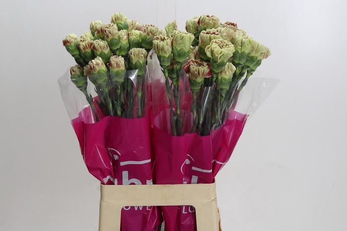Dianthus St Winecover