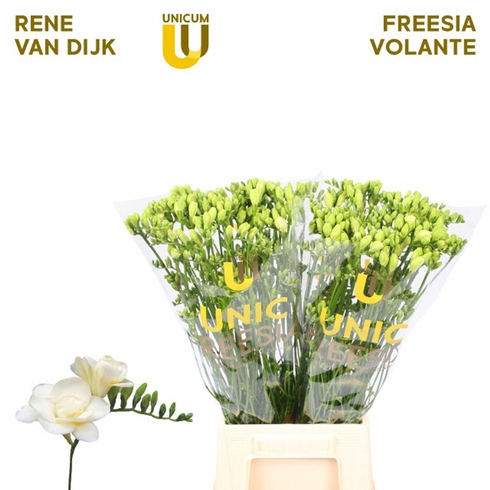 <h4>Freesia du Volante</h4>