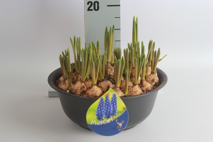 <h4>ARR MUSCARI</h4>