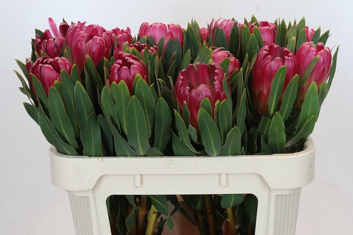 <h4>Protea Brenda</h4>