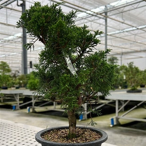 Juniperus chinensis, 16 cm, in trainingpot