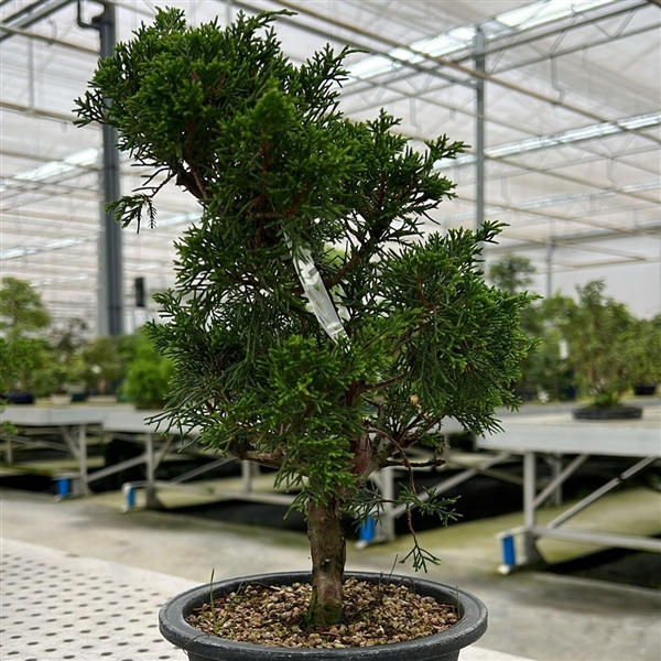 <h4>Juniperus chinensis, 16 cm, in trainingpot</h4>