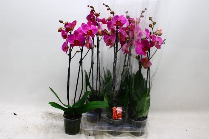 <h4>PHAL OV PAARS</h4>