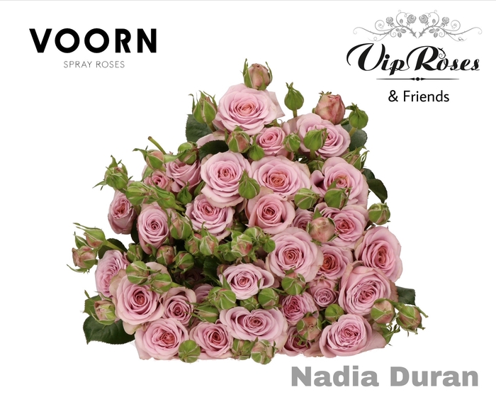 <h4>R TR NADIA DURAN</h4>