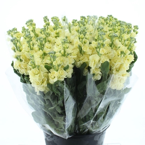 Matth Incana Iron Yellow Super
