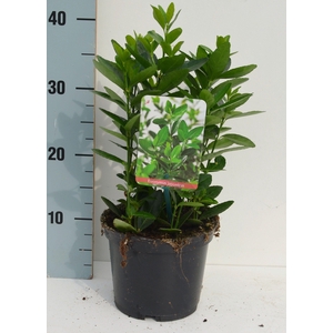 Euonymus japonicus