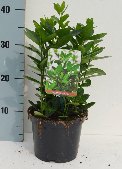 <h4>Euonymus japonicus</h4>