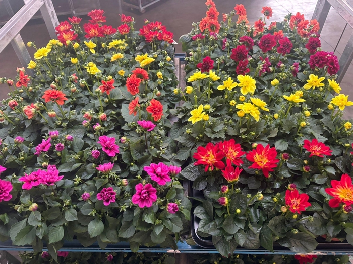 <h4>DAHLIA ROYAL GEM</h4>