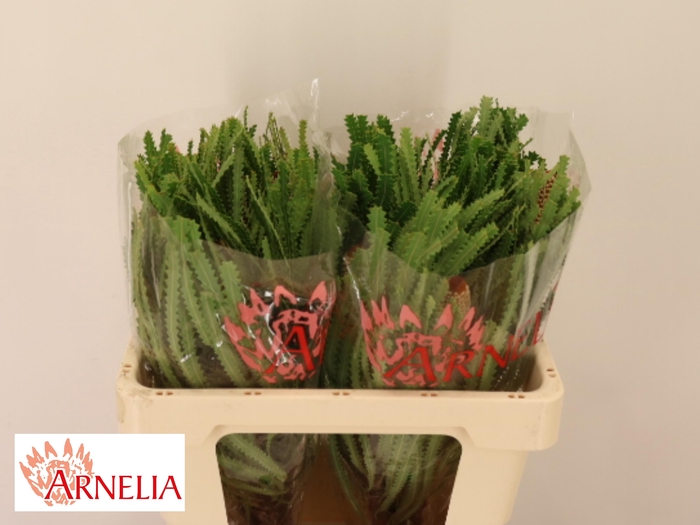 <h4>BANKSIA HOOKERIANA</h4>
