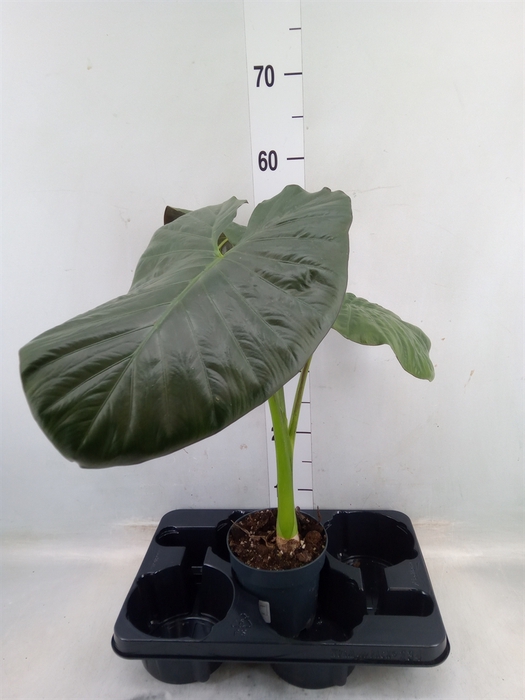 <h4>Alocasia   ...</h4>