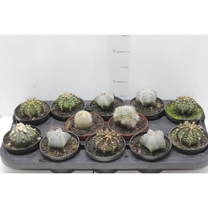 CACTUS VARIADO P11